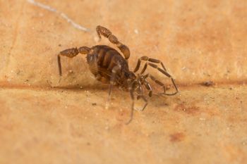 Media type: image; Invertebrate Zoology 151595